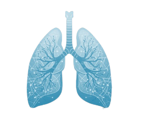Lungs illustration